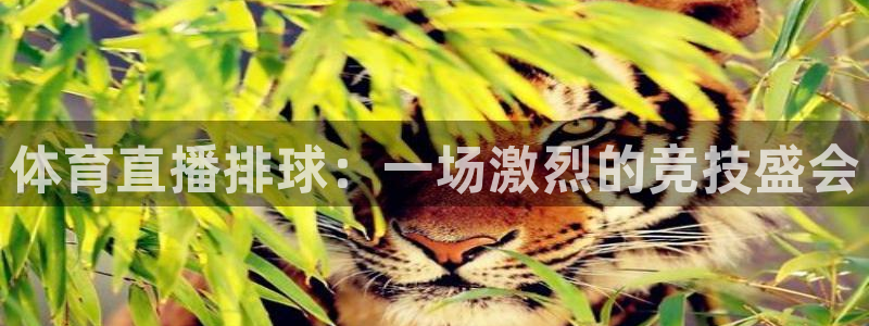 体育直播排球：一场激烈的竞技盛会