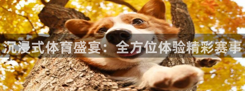 沉浸式体育盛宴：全方位体验精彩赛事